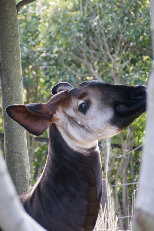 よこはま動物園ズーラシア