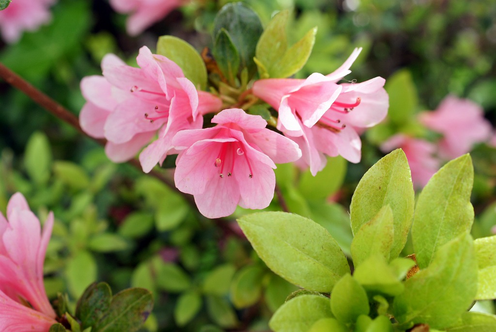 マクロレンズ撮影