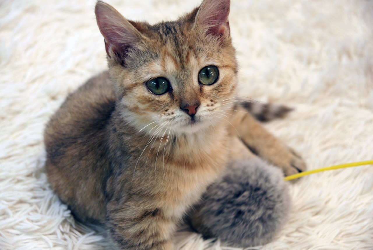 ねこカフェクラブ