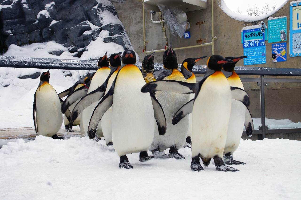 旭山動物園
