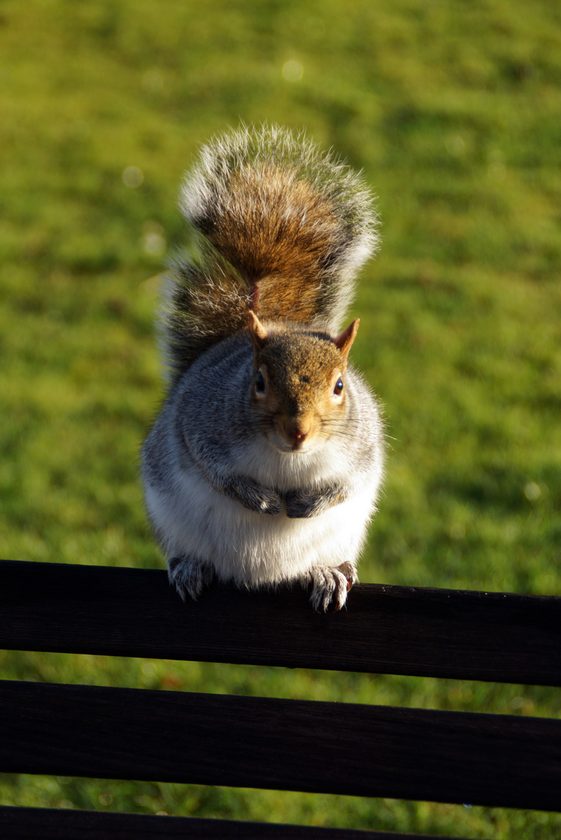 ロンドンのリス