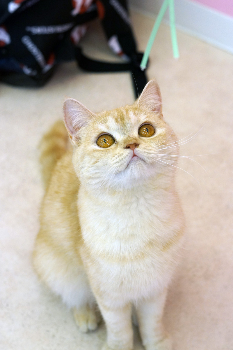 ねこカフェクラブ