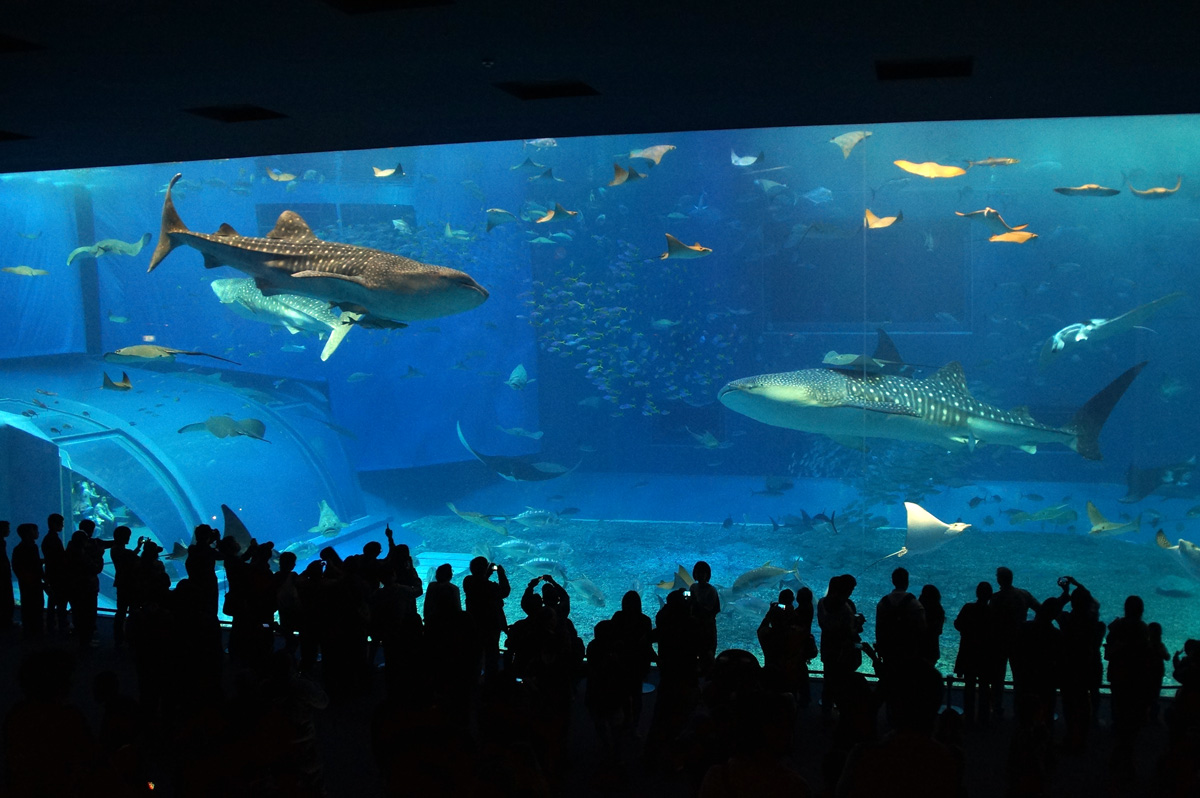 沖縄美ら海水族館