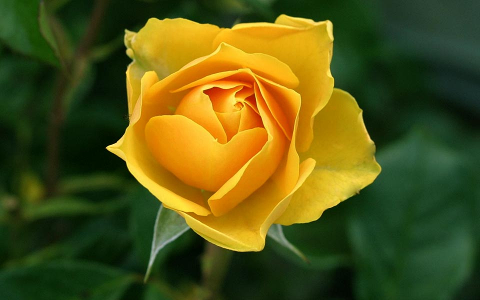 All images are under Mit Licence. All images are under Mit Licence.